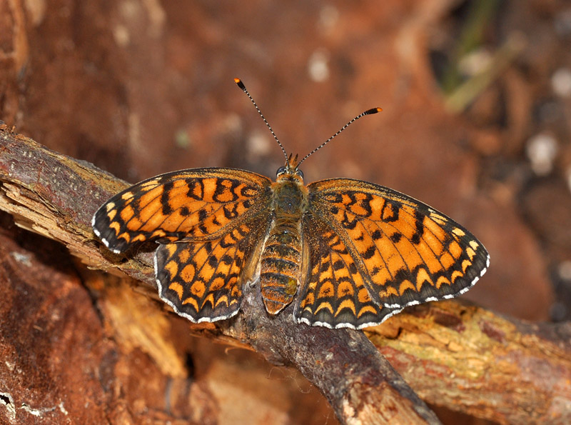 Melitaea phoebe